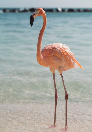 flamingo, bird, shallow water Wallpaper 1640x2360
