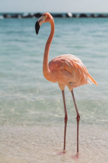 flamingo, bird, shallow water Wallpaper 640x960