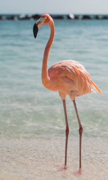 flamingo, bird, shallow water Wallpaper 1200x2000