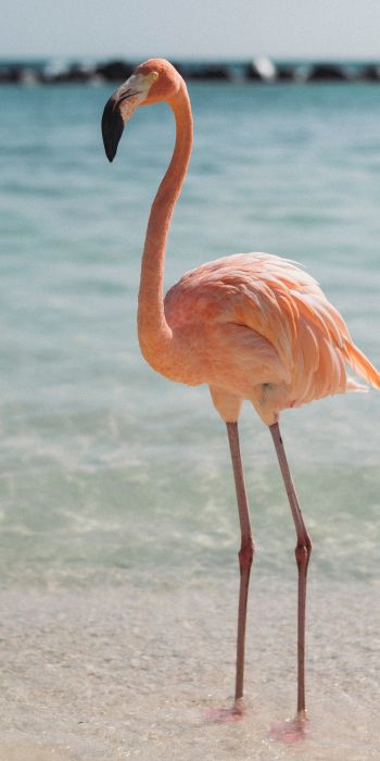 flamingo, bird, shallow water Wallpaper 720x1440