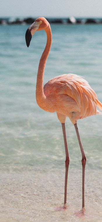 flamingo, bird, shallow water Wallpaper 1170x2532