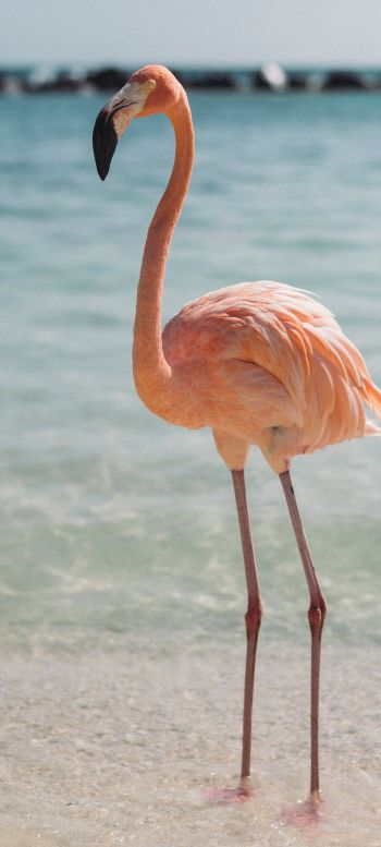 flamingo, bird, shallow water Wallpaper 1080x2400
