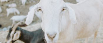 goat, horn, yellow eyes Wallpaper 3440x1440