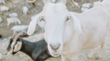 Обои 1600x900 козел, рога, желтые глаза