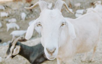 goat, horn, yellow eyes Wallpaper 2560x1600