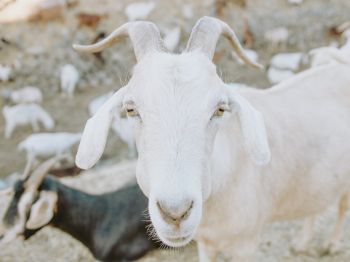 goat, horn, yellow eyes Wallpaper 1024x768