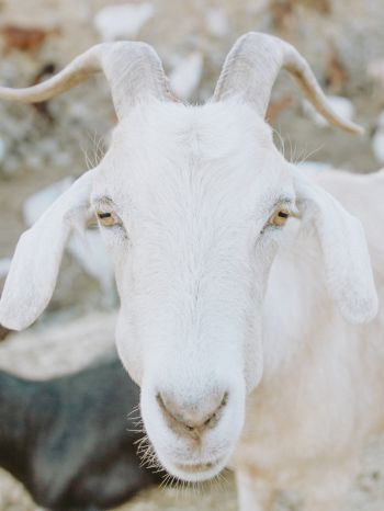 goat, horn, yellow eyes Wallpaper 1620x2160