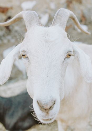 goat, horn, yellow eyes Wallpaper 1668x2388