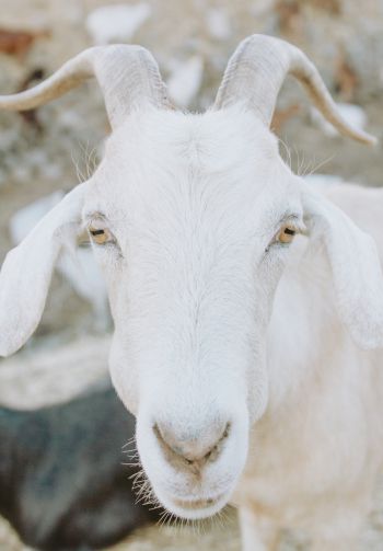 goat, horn, yellow eyes Wallpaper 1640x2360