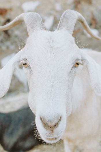 goat, horn, yellow eyes Wallpaper 640x960