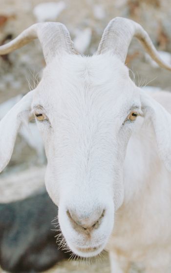 goat, horn, yellow eyes Wallpaper 1600x2560