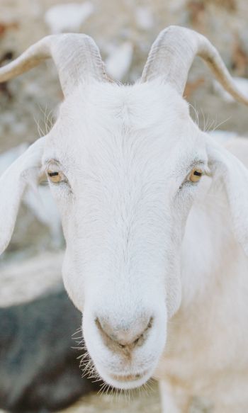 goat, horn, yellow eyes Wallpaper 1200x2000