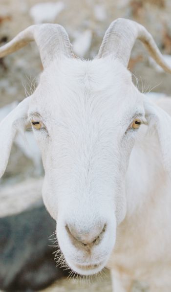 goat, horn, yellow eyes Wallpaper 600x1024
