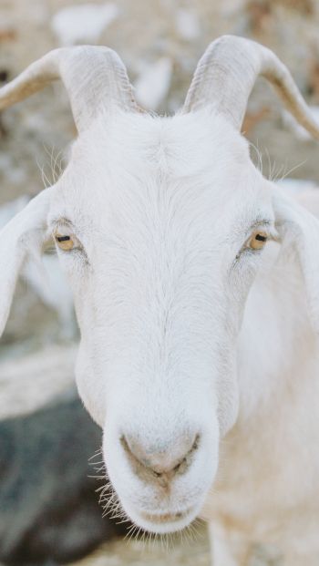 Обои 640x1136 козел, рога, желтые глаза
