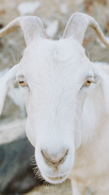Обои 1440x2560 козел, рога, желтые глаза