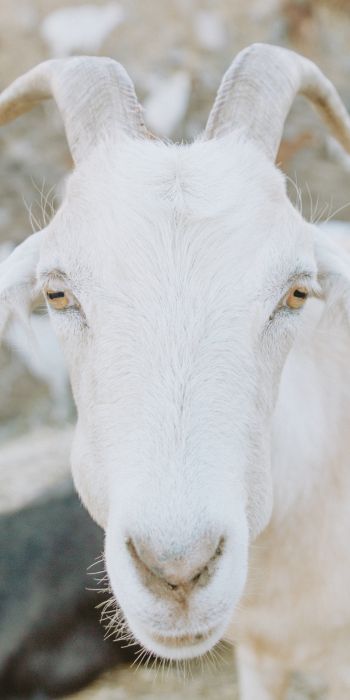 goat, horn, yellow eyes Wallpaper 720x1440