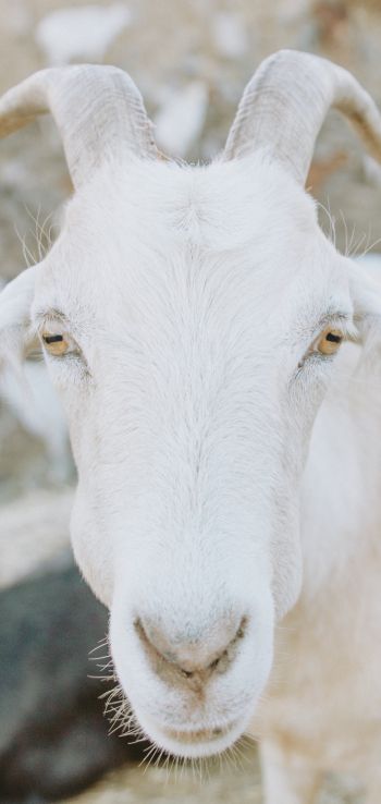 Обои 1440x3040 козел, рога, желтые глаза