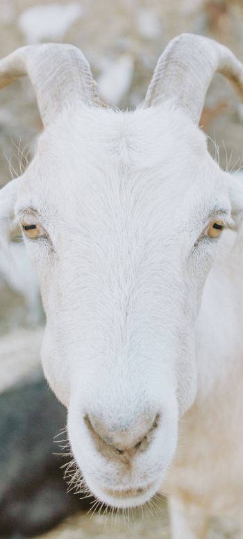 Обои 720x1600 козел, рога, желтые глаза