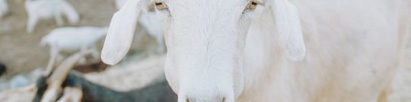 goat, horn, yellow eyes Wallpaper 1590x400