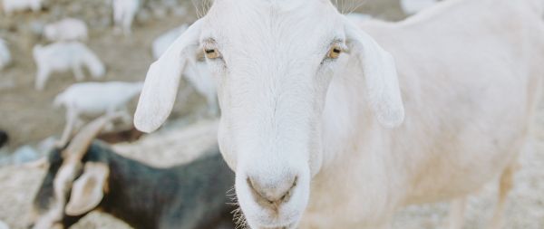 goat, horn, yellow eyes Wallpaper 2560x1080