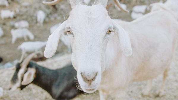 goat, horn, yellow eyes Wallpaper 2560x1440