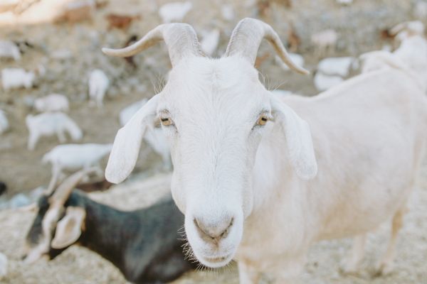 goat, horn, yellow eyes Wallpaper 4582x3055