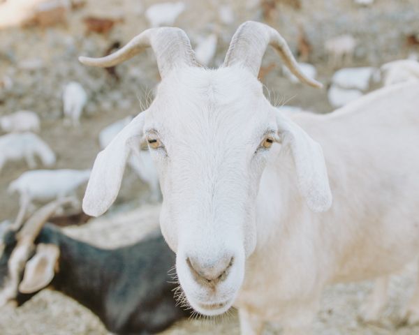 goat, horn, yellow eyes Wallpaper 1280x1024