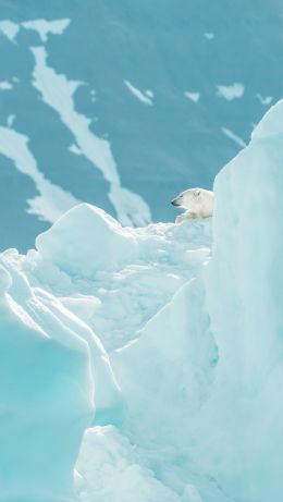 polar bear, glaciers Wallpaper 640x1136