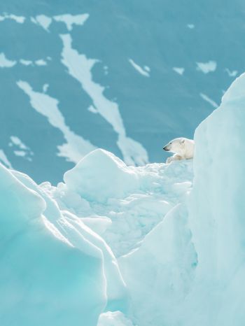 polar bear, glaciers Wallpaper 1668x2224