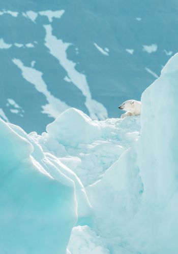 polar bear, glaciers Wallpaper 1668x2388