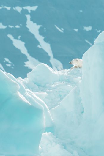 polar bear, glaciers Wallpaper 640x960