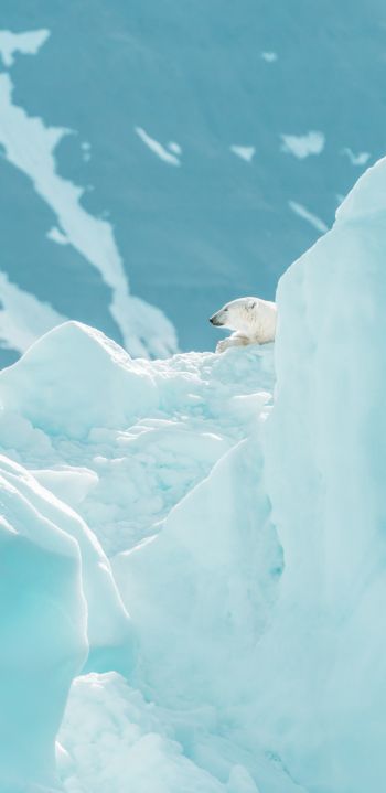 polar bear, glaciers Wallpaper 1080x2220