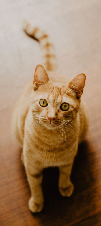 cat, yellow eyes Wallpaper 1080x2400