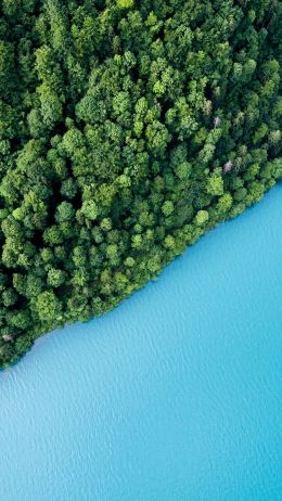 top view, forest, lake Wallpaper 720x1280