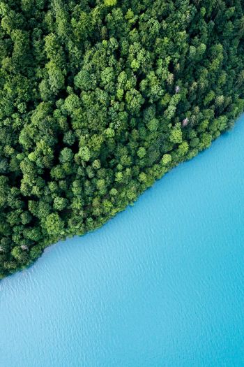 top view, forest, lake Wallpaper 640x960