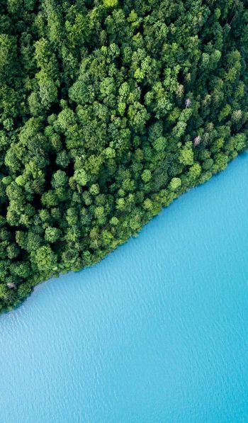 top view, forest, lake Wallpaper 600x1024