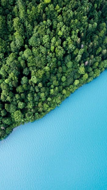 top view, forest, lake Wallpaper 750x1334