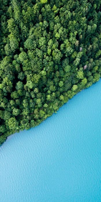 top view, forest, lake Wallpaper 720x1440