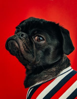 pug, dog, red Wallpaper 2683x3469