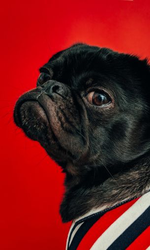 pug, dog, red Wallpaper 1200x2000