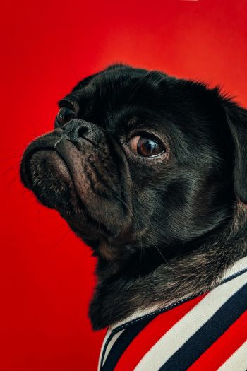 pug, dog, red Wallpaper 640x960
