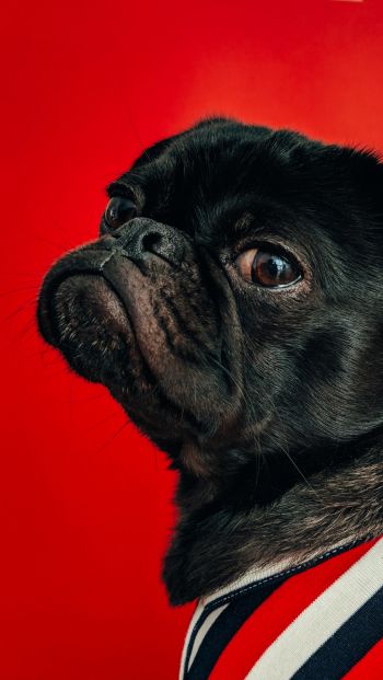 pug, dog, red Wallpaper 640x1136
