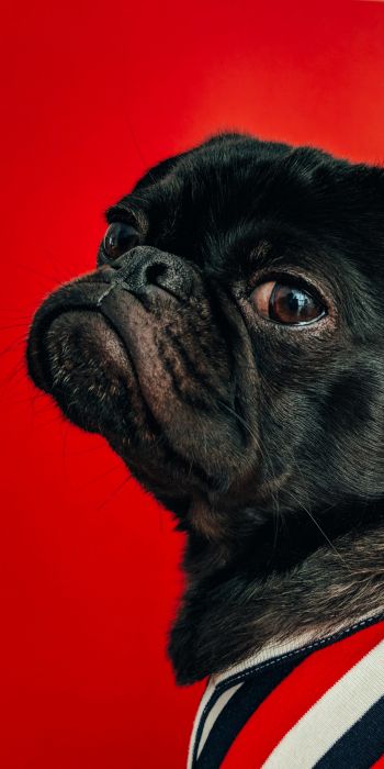 pug, dog, red Wallpaper 720x1440