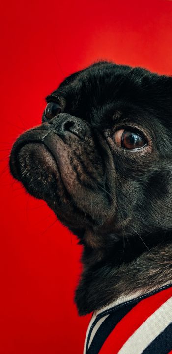 pug, dog, red Wallpaper 1440x2960