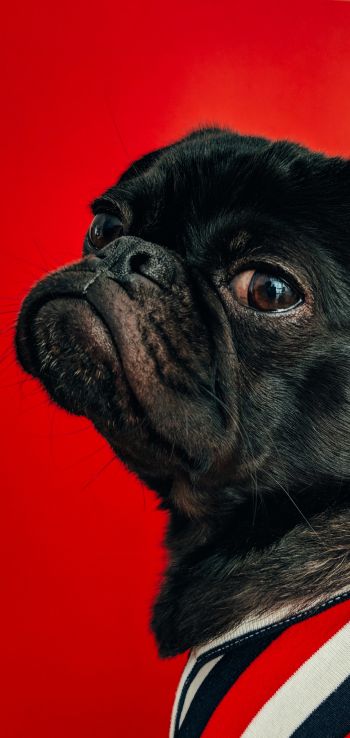 pug, dog, red Wallpaper 1440x3040