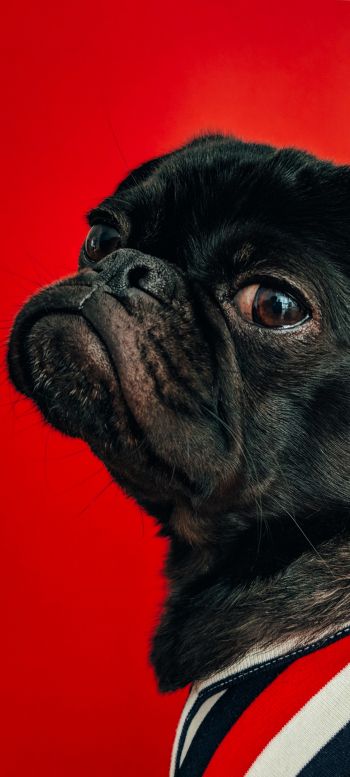 pug, dog, red Wallpaper 720x1600