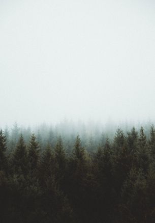 forest, clouds, coniferous Wallpaper 1640x2360