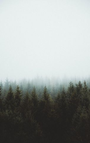 forest, clouds, coniferous Wallpaper 1752x2800