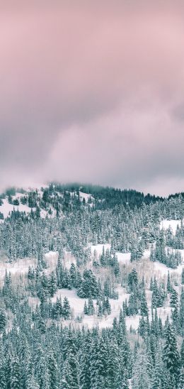 clouds, winter forest Wallpaper 1440x3040