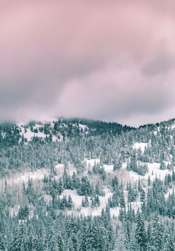 clouds, winter forest Wallpaper 1668x2388